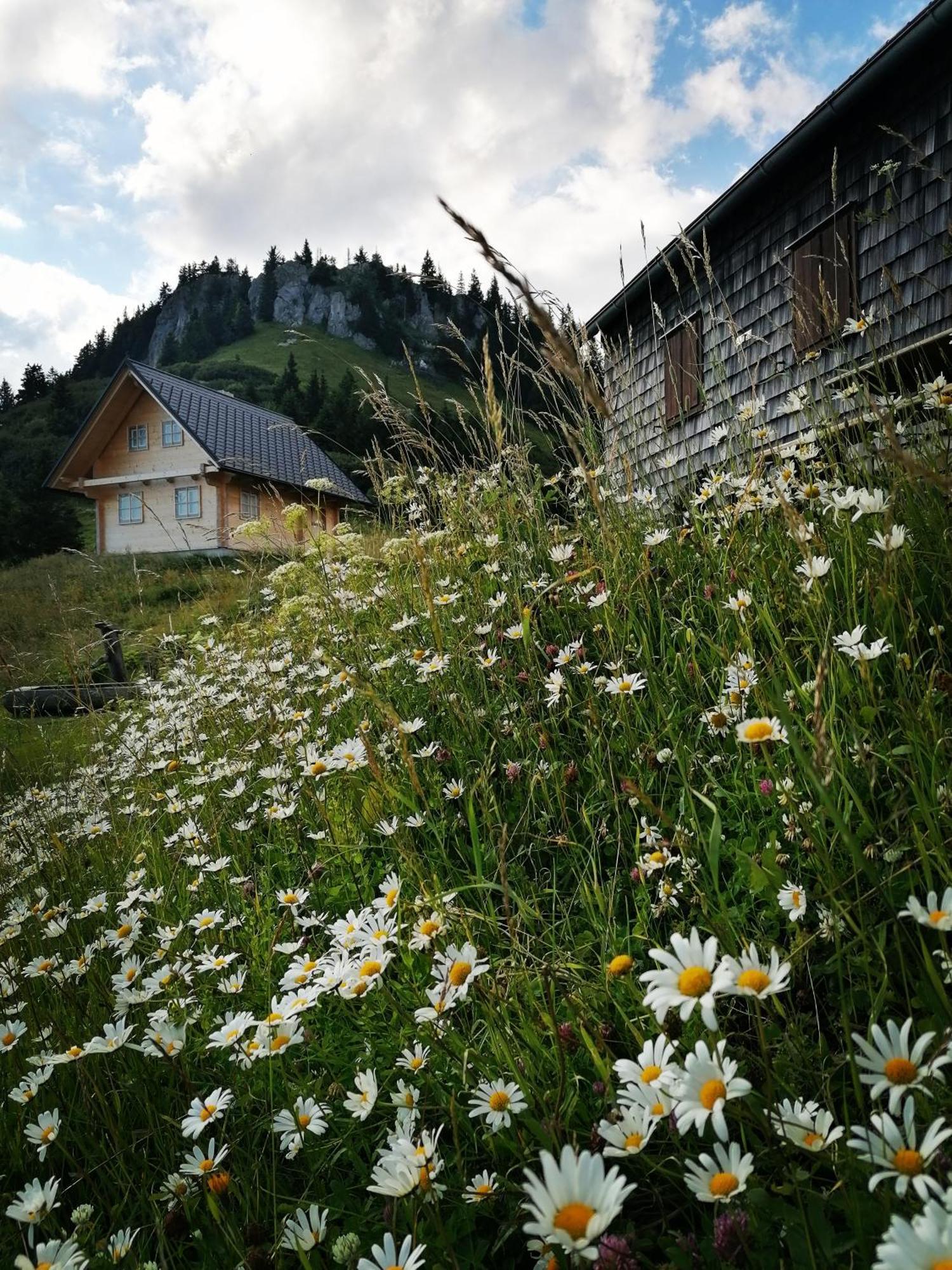 Апартаменты Waldhaus Klein-Veitsch, Auszeit Im Gruenen Niederaigen Экстерьер фото